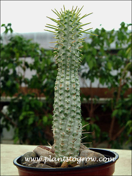 Variegated Corn Plant (Euphorbia mammillaris)